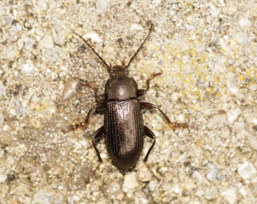 Réf. 320 983 : Stenomax aeneus